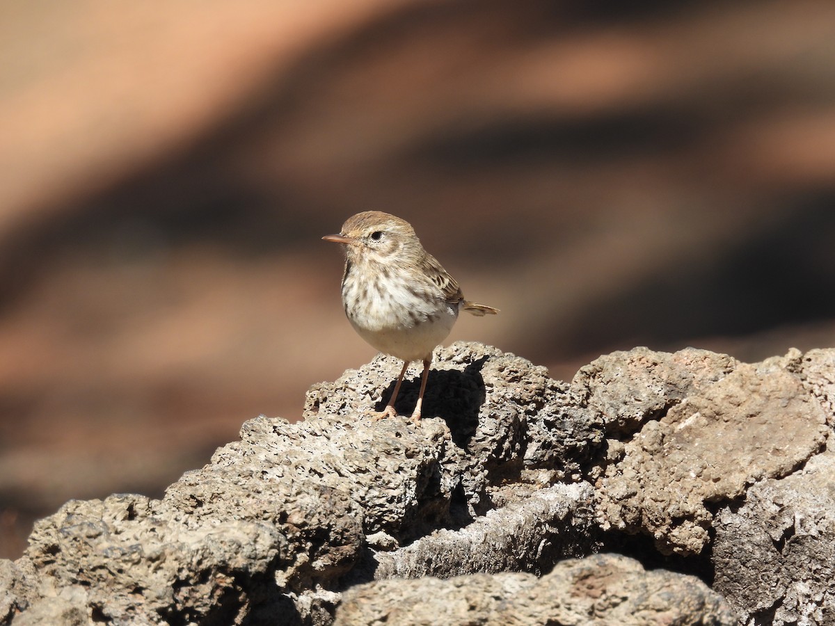 Berthelot's Pipit - ML643086214
