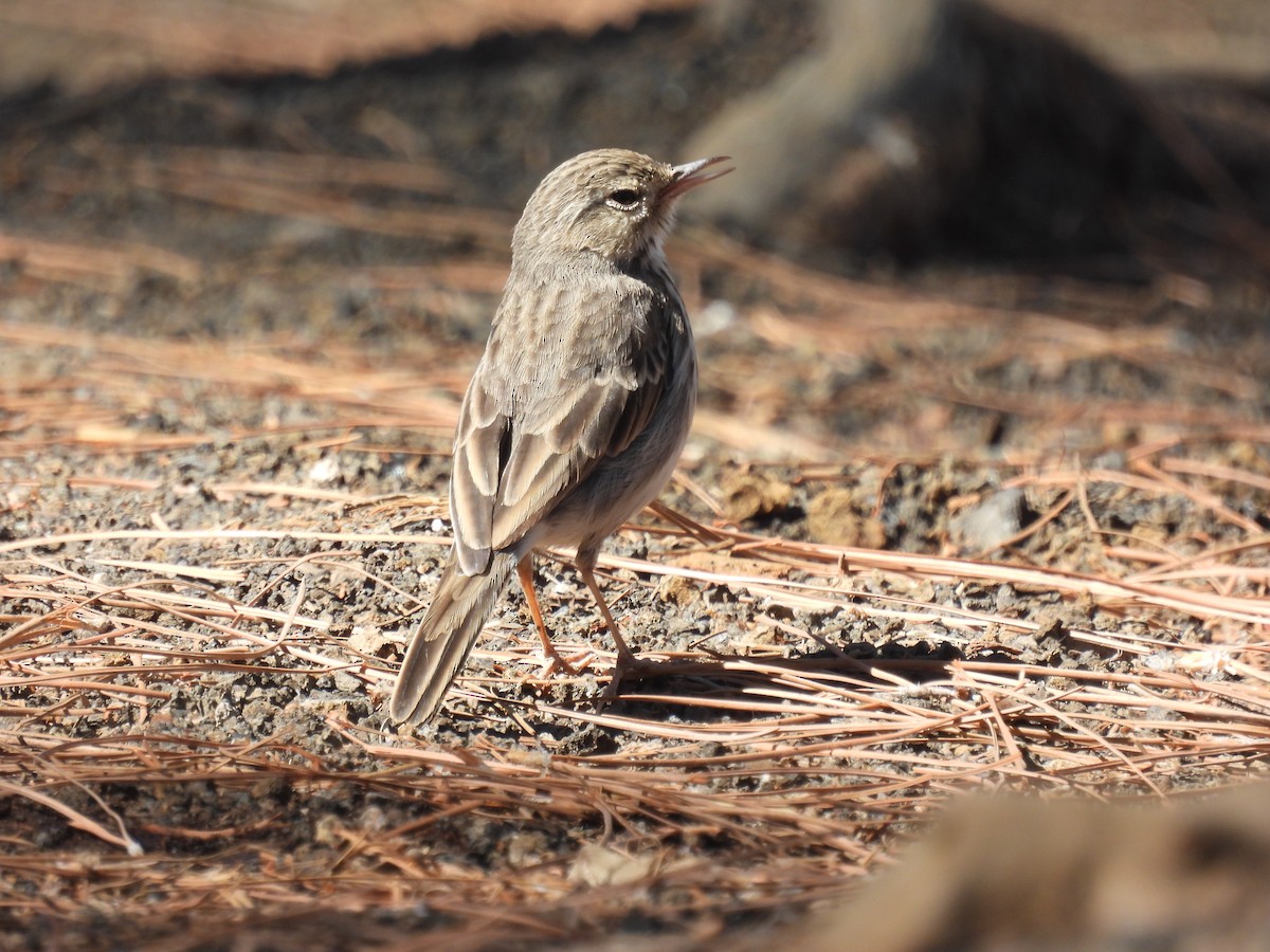 Berthelot's Pipit - ML643086215