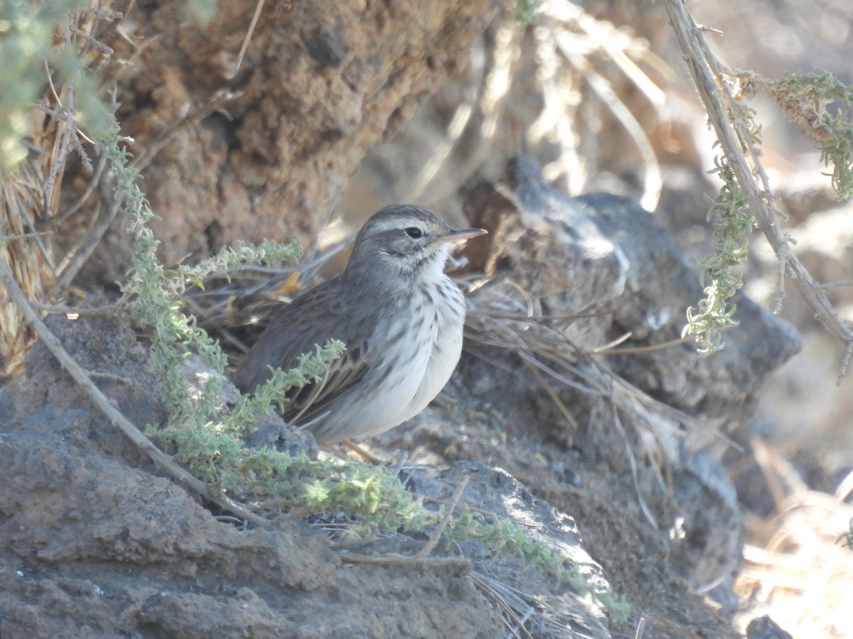 Berthelot's Pipit - ML643086216
