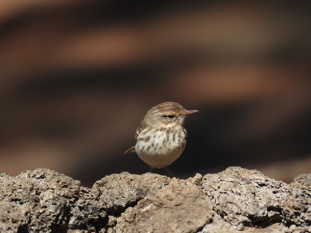 Berthelot's Pipit - ML643086217