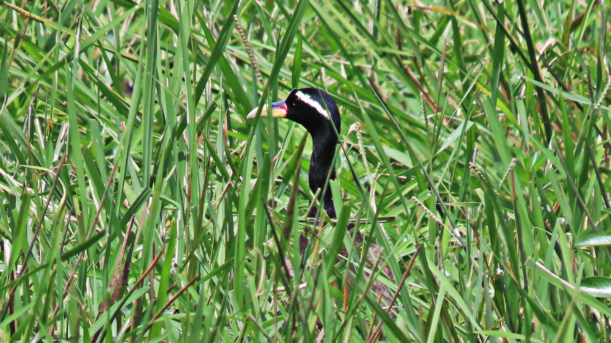 Bronze-winged Jacana - ML643086224