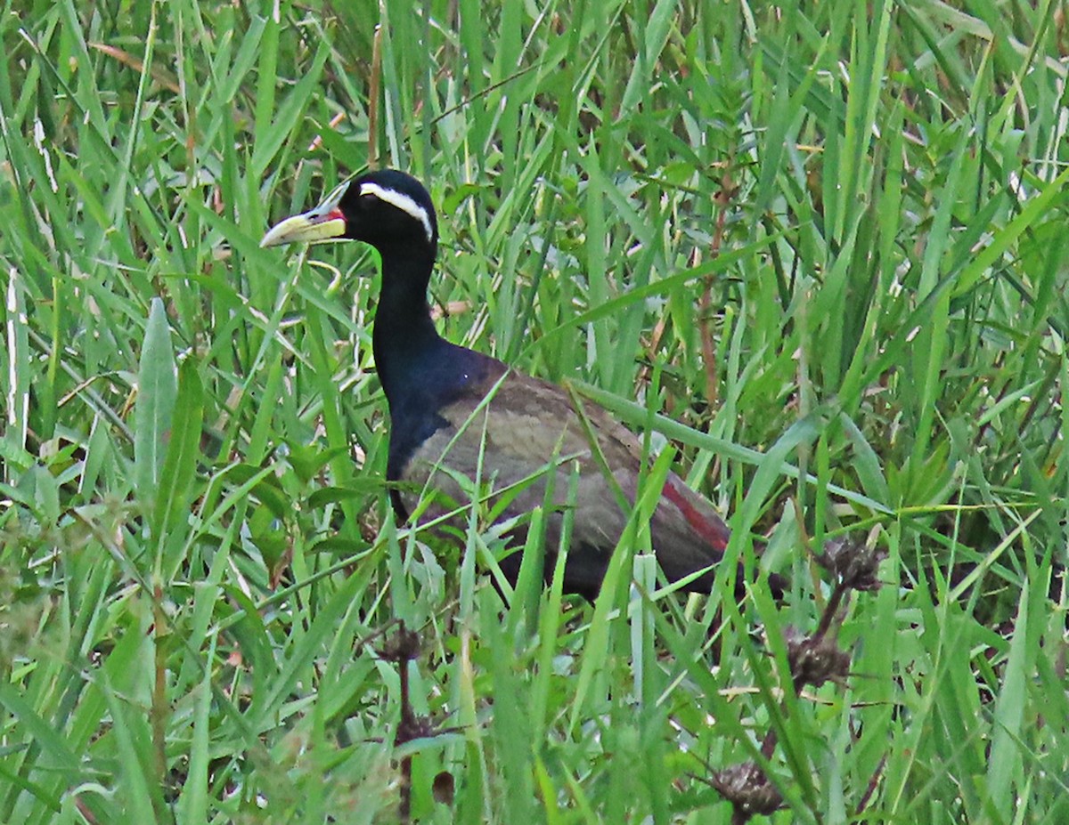 Bronze-winged Jacana - ML643086225