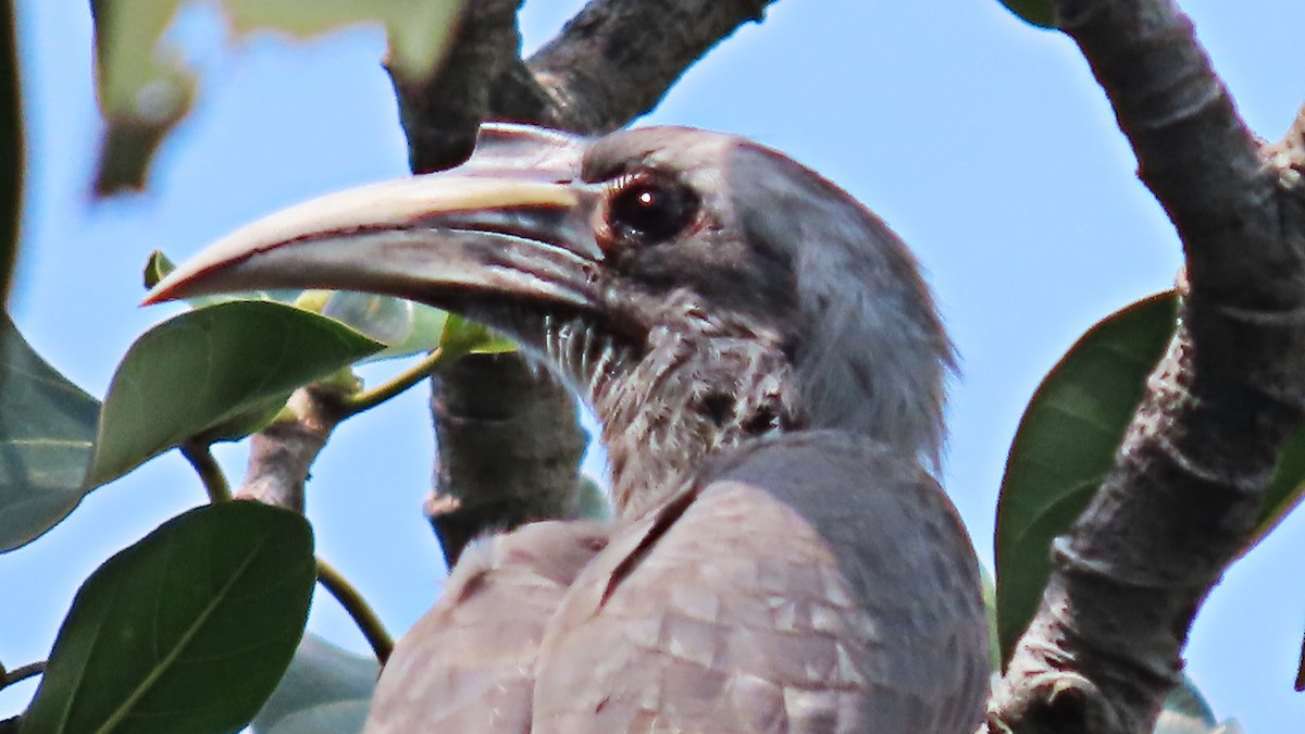 Indian Gray Hornbill - ML643086259