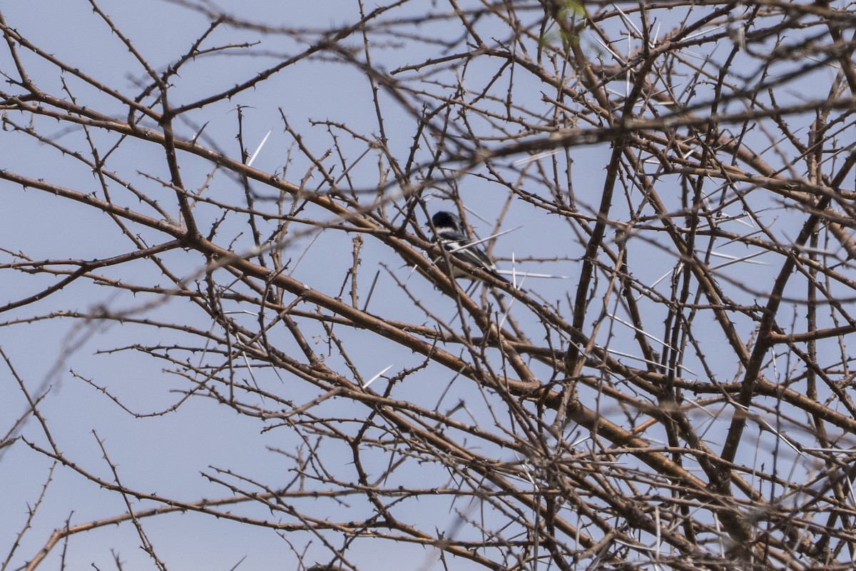 Fiscal Flycatcher - ML643086279