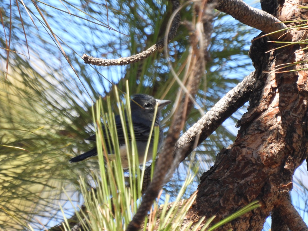 Tenerife Blue Chaffinch - ML643086294