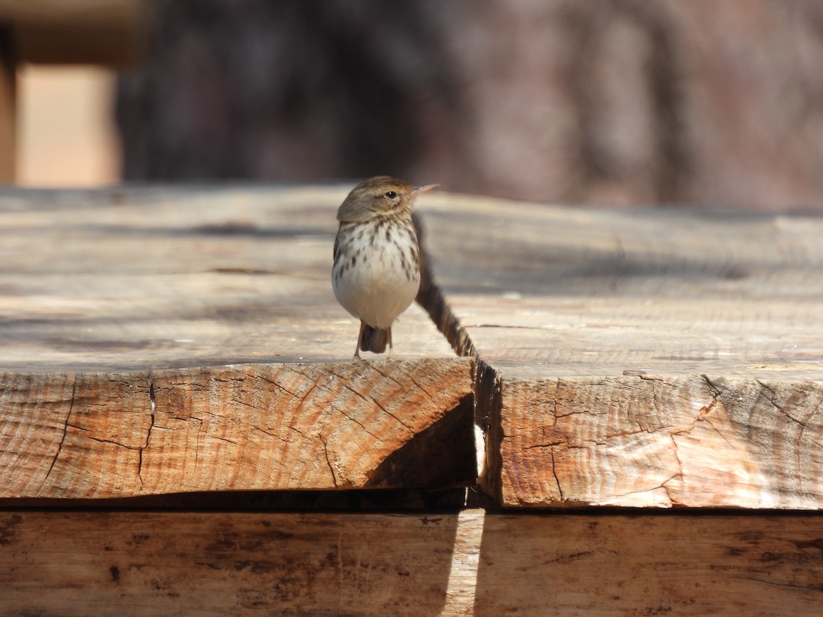 Berthelot's Pipit - ML643086305