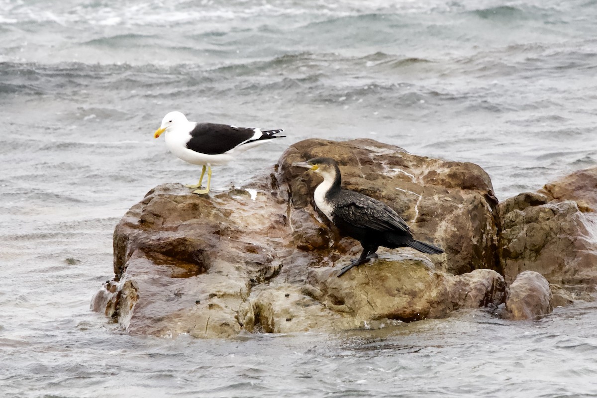 Kelp Gull - ML643086339