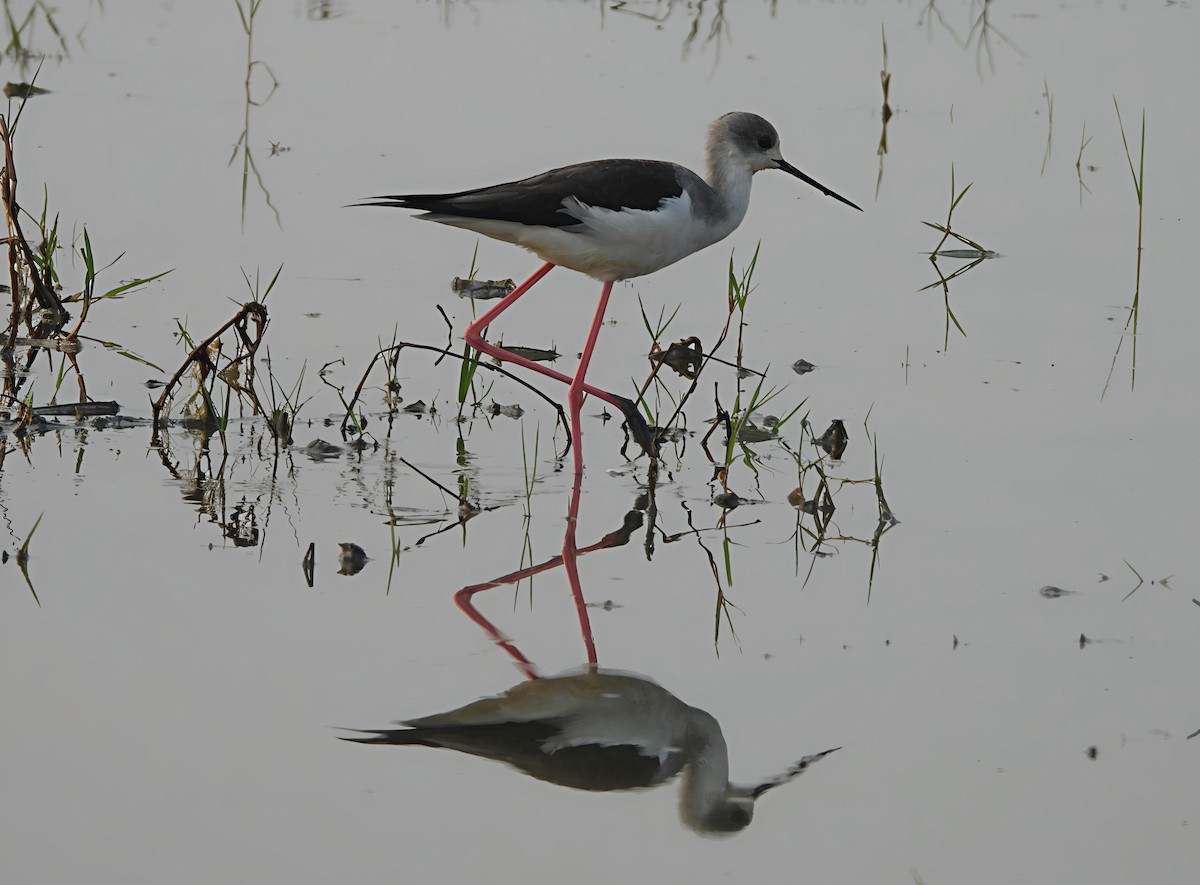 Black-winged Stilt - ML643086423