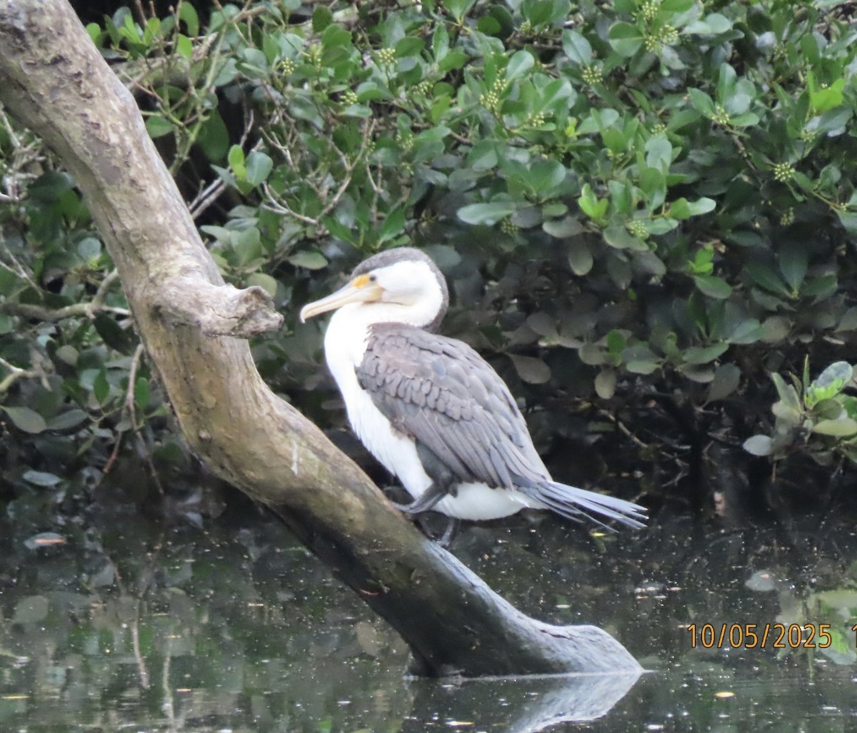 Pied Cormorant - ML643086437