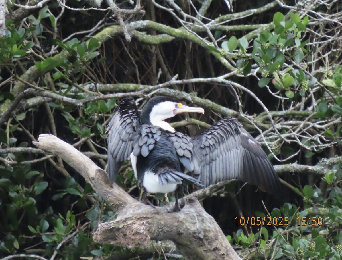 Pied Cormorant - ML643086438