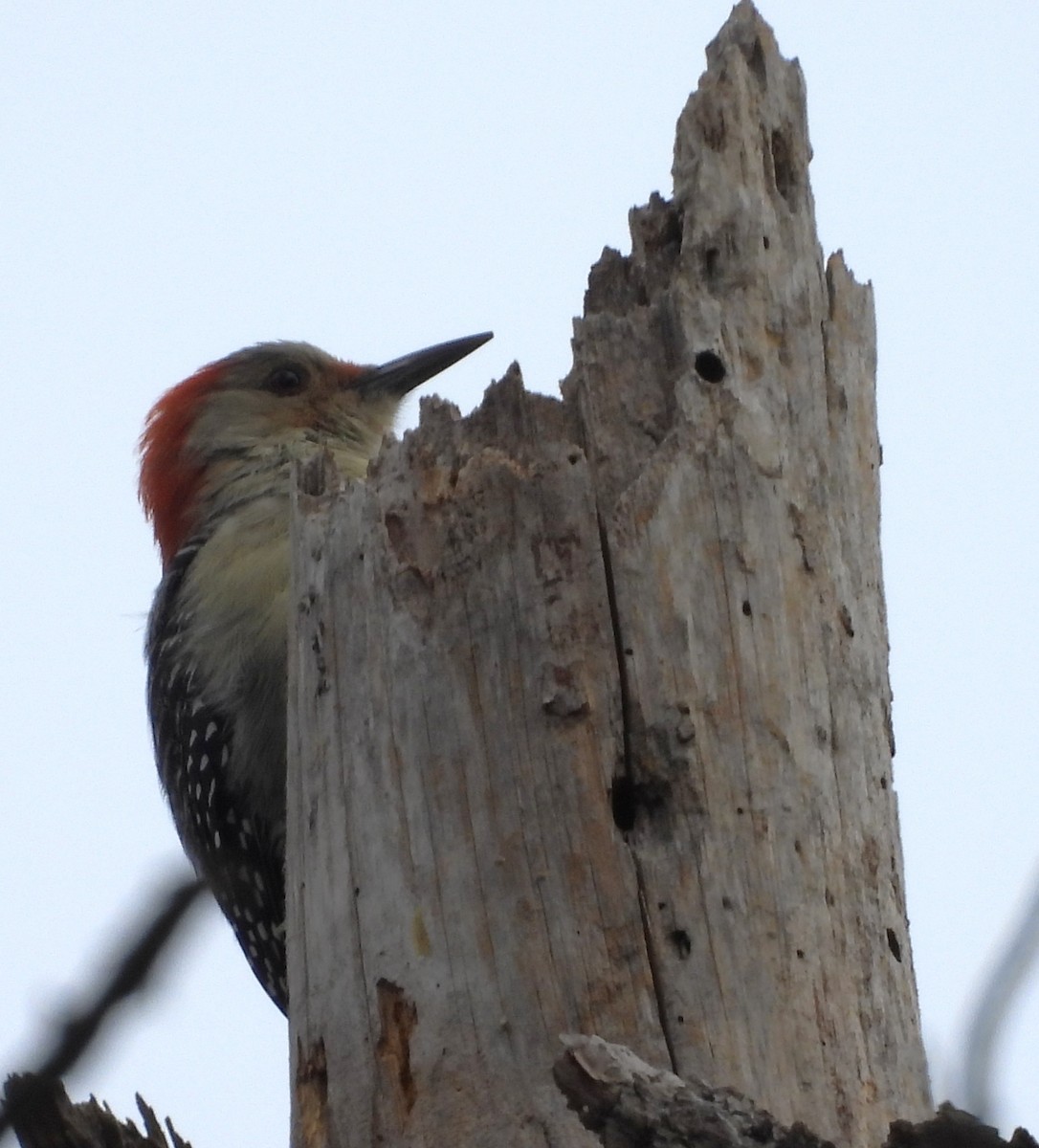 Red-bellied Woodpecker - ML643086448