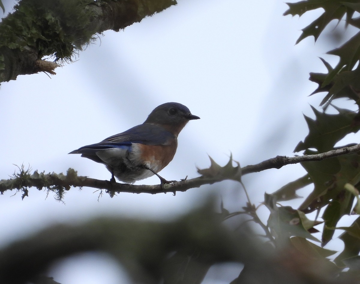 Eastern Bluebird - ML643086461