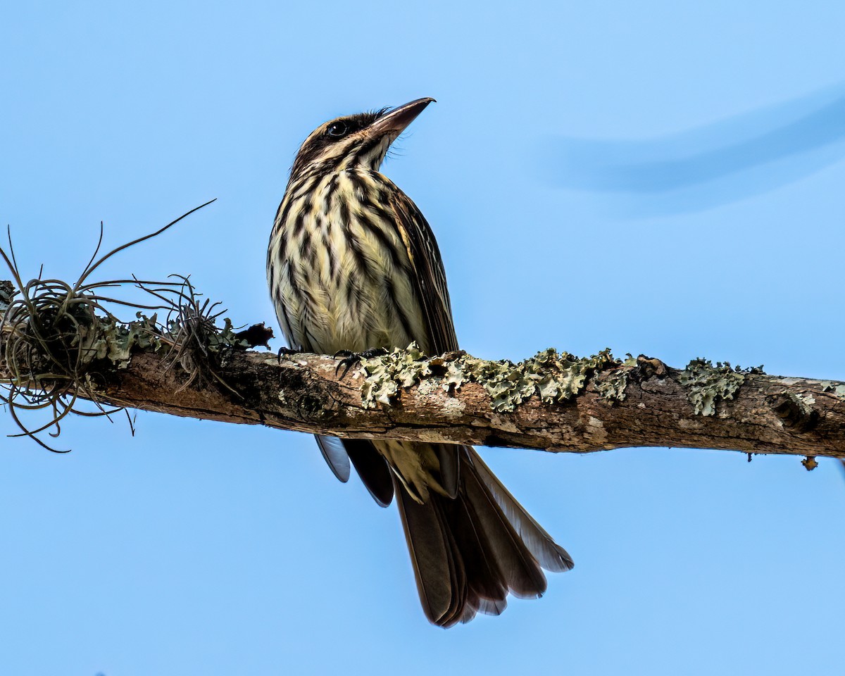 Streaked Flycatcher - ML643086470