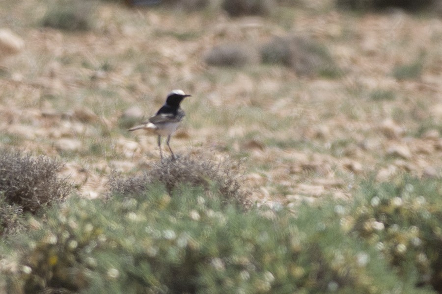 Red-rumped Wheatear - ML643086473