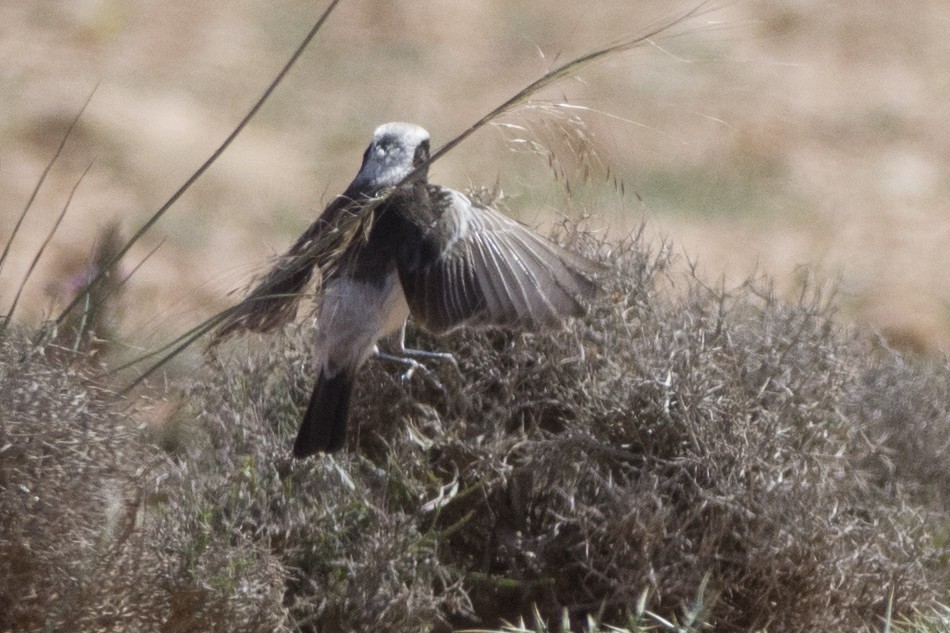 Fahlbürzel-Steinschmätzer - ML643086474