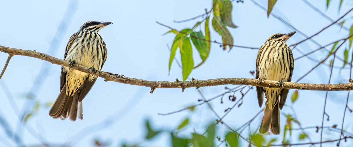 Streaked Flycatcher - ML643086480