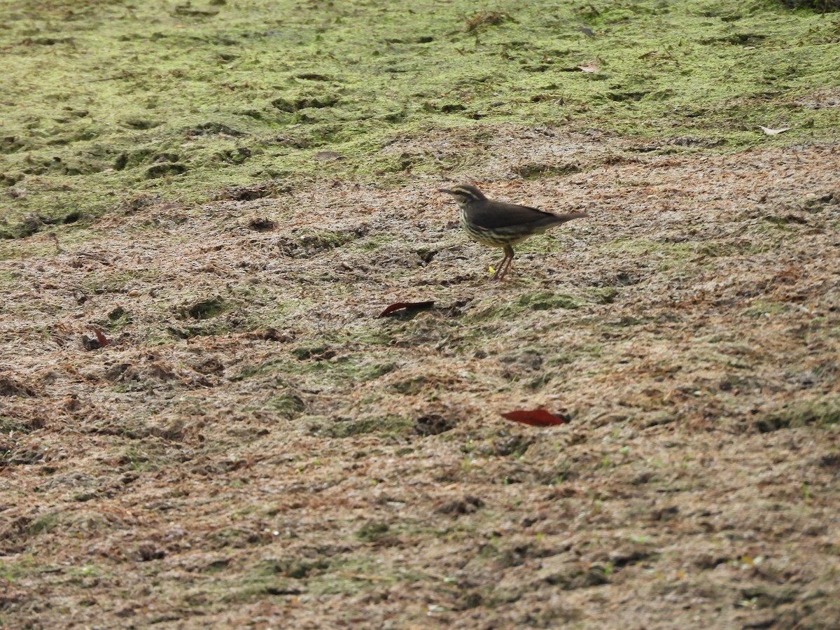 Northern Waterthrush - ML643086482