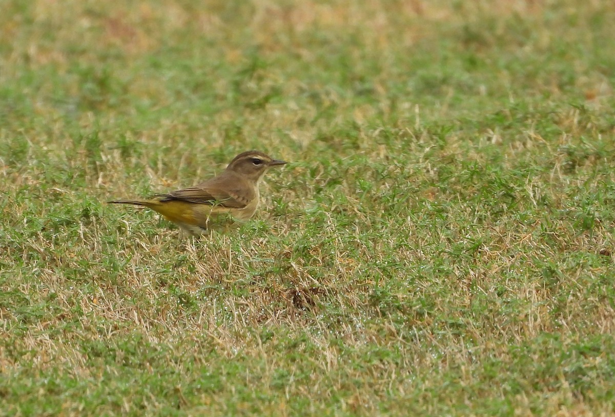 Palm Warbler (Western) - ML643086490