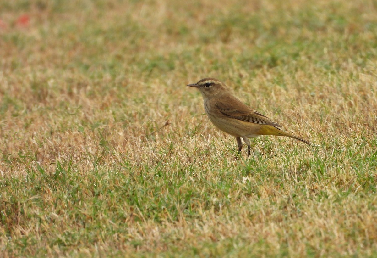 Palm Warbler (Western) - ML643086491