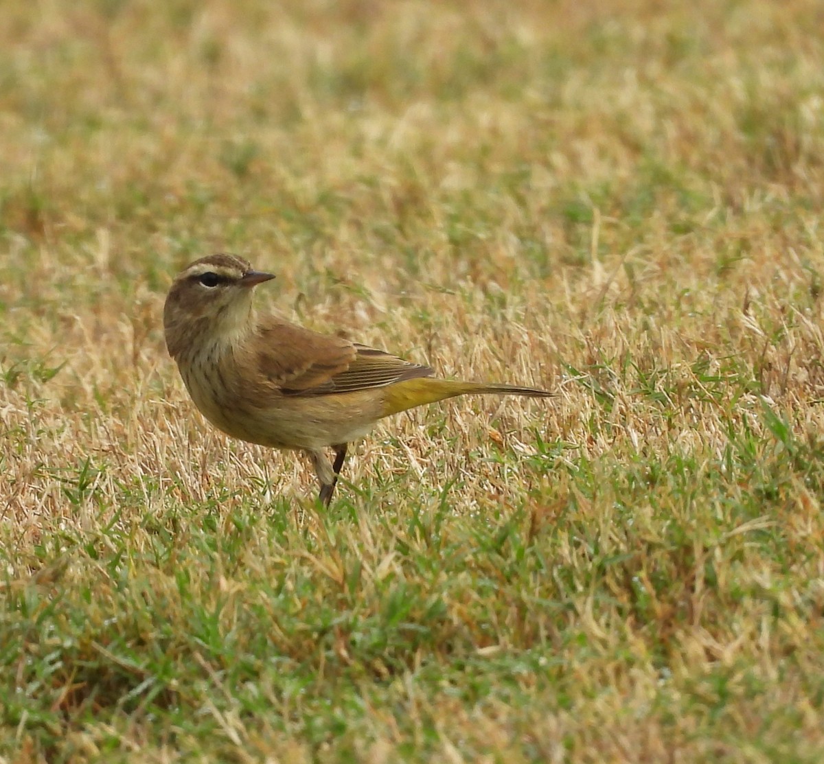 Palm Warbler (Western) - ML643086492