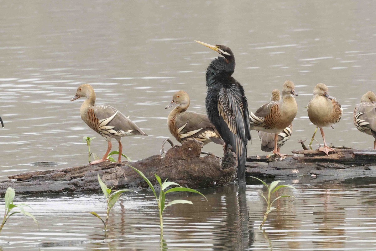 Australasian Darter - ML643086505