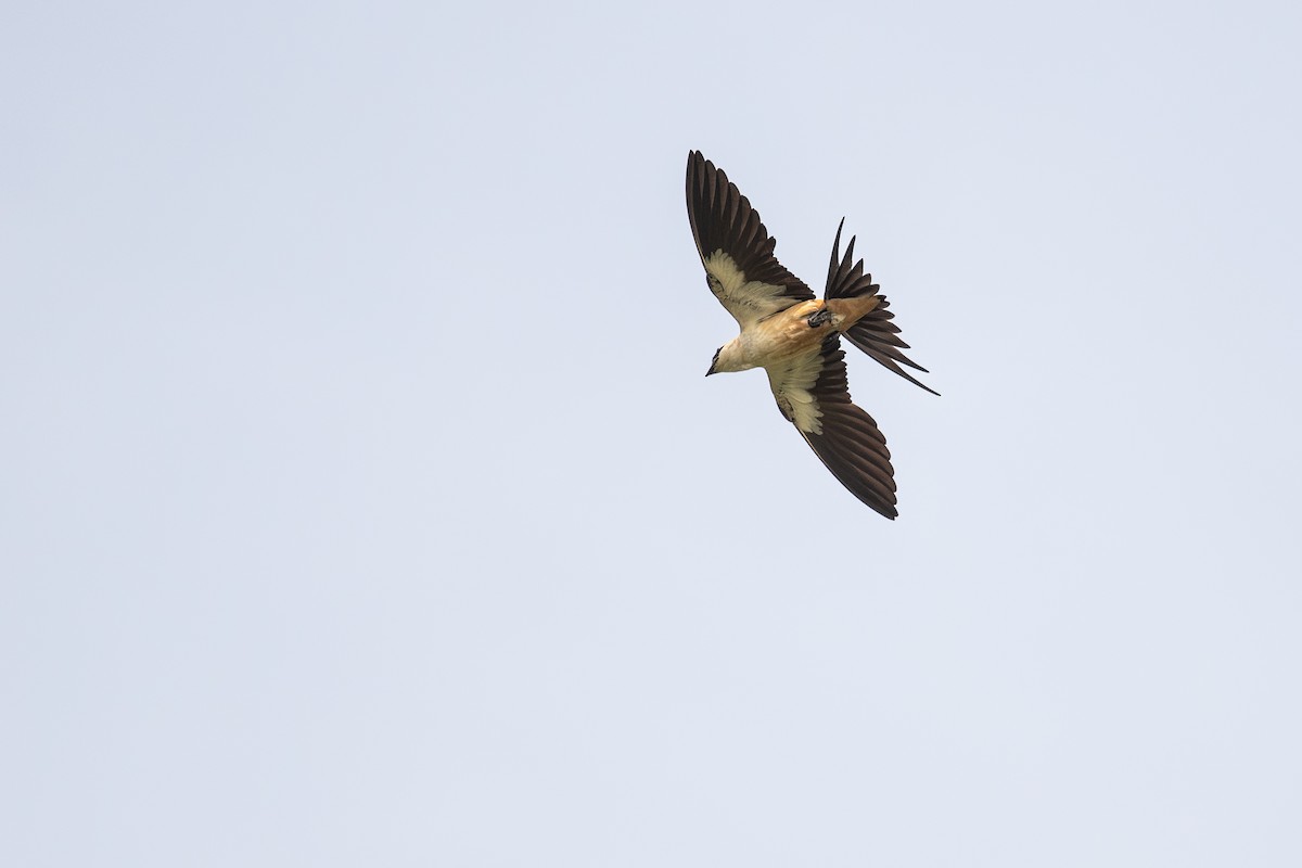 Mosque Swallow - ML643086517