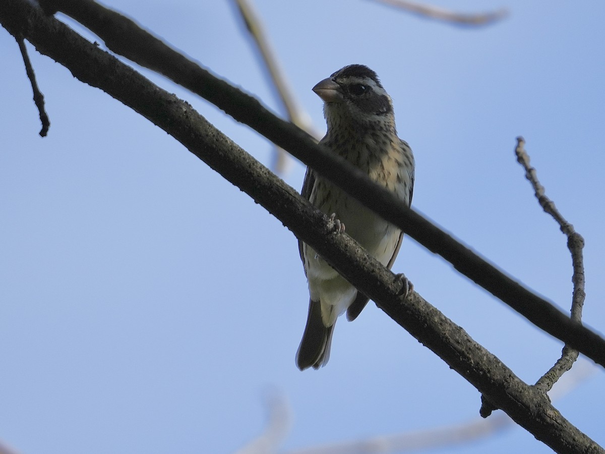 Rose-breasted Grosbeak - ML643086524