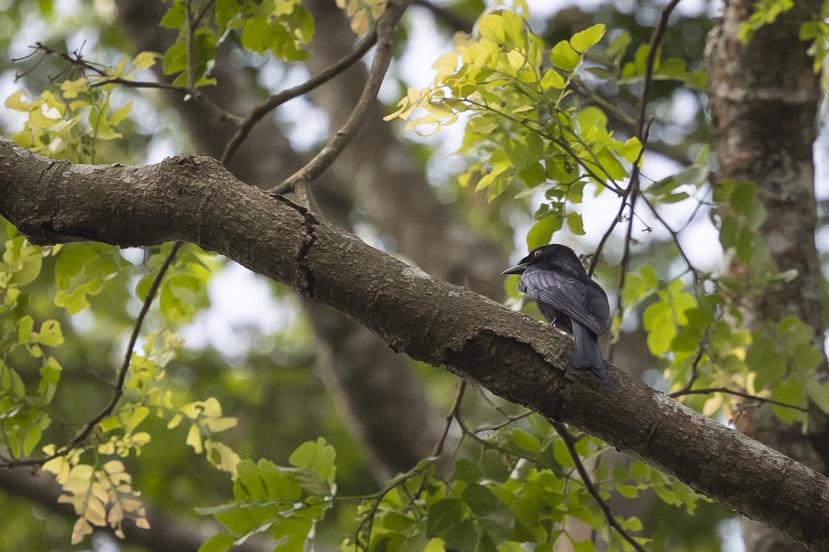 Velvet-mantled Drongo - ML643086533
