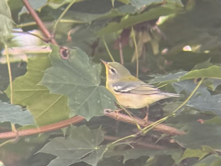 Northern Parula - ML643086535