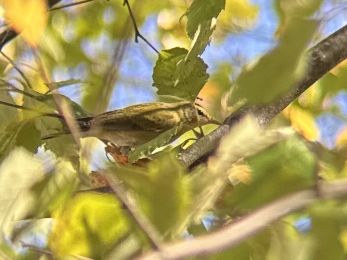 Tennessee Warbler - ML643086537