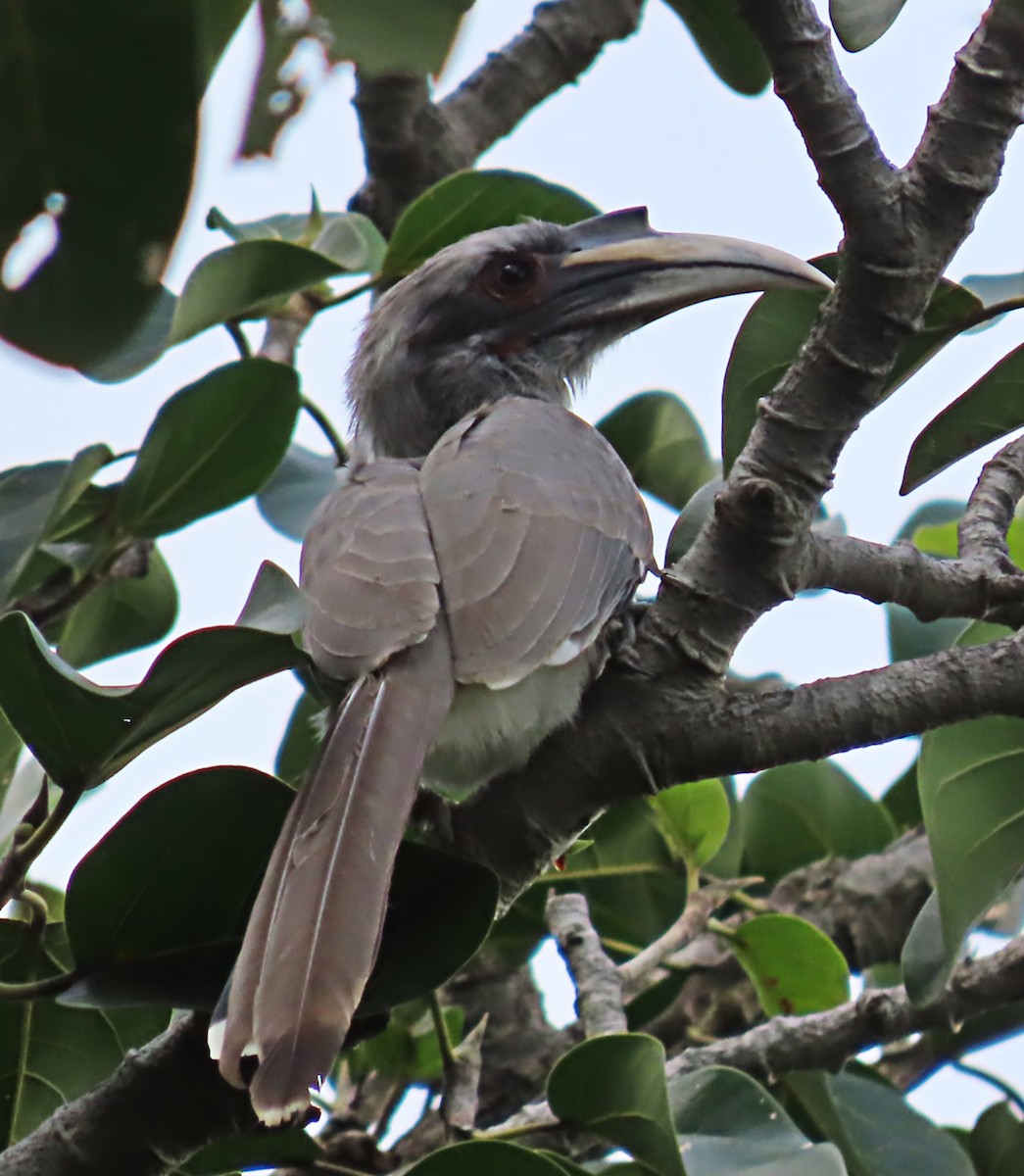 Indian Gray Hornbill - ML643086555