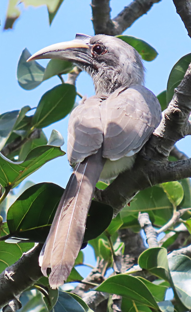 Indian Gray Hornbill - ML643086556