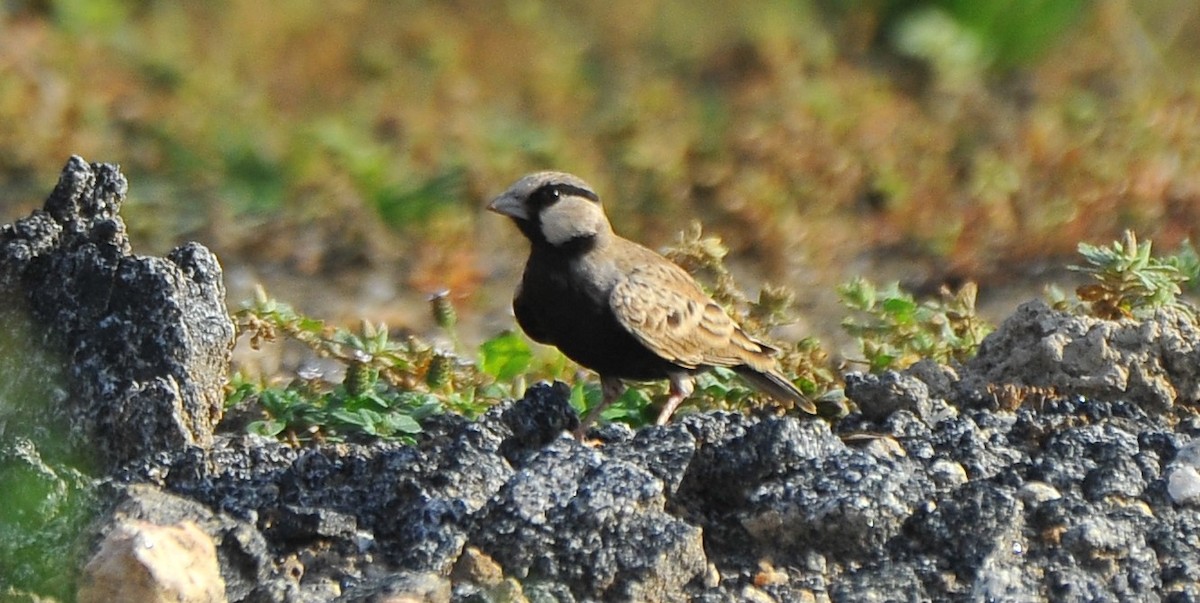 Ashy-crowned Sparrow-Lark - ML643086582
