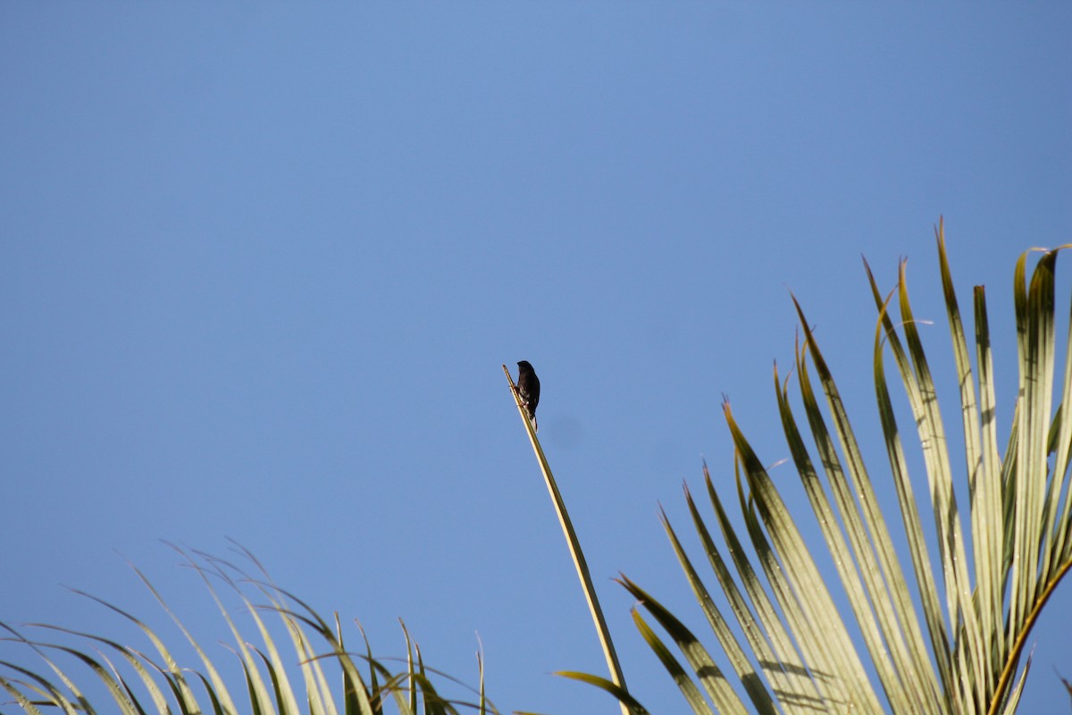 Black-faced Grassquit - ML643086585