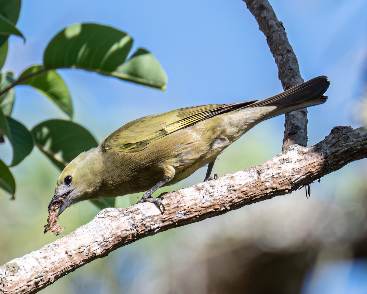 Palm Tanager - ML643086591
