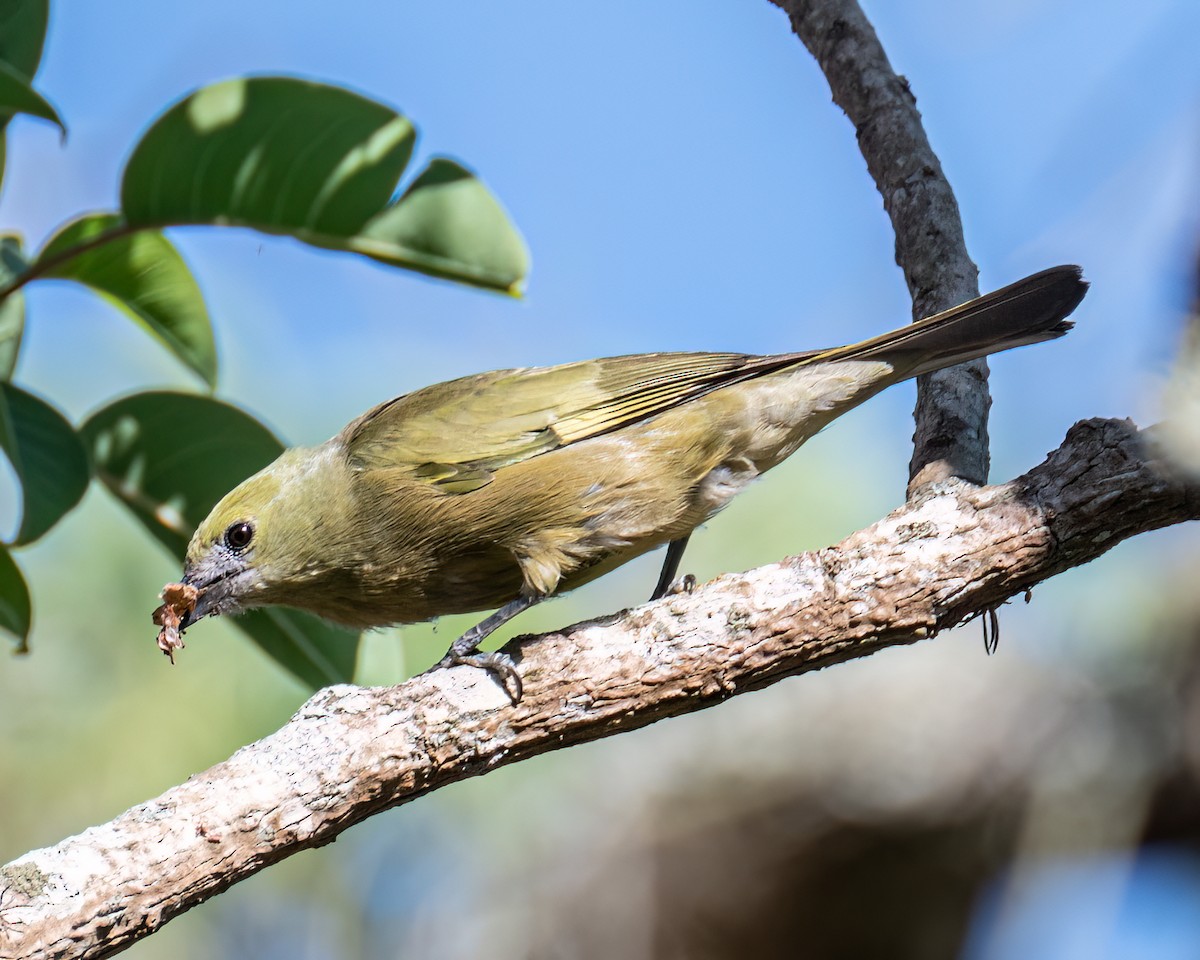 Palm Tanager - ML643086592