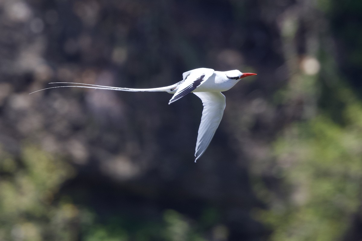 Red-billed Tropicbird - ML643086605