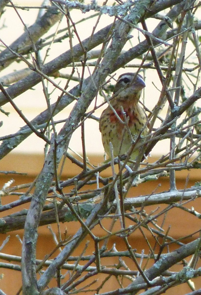 Rose-breasted Grosbeak - ML643086614