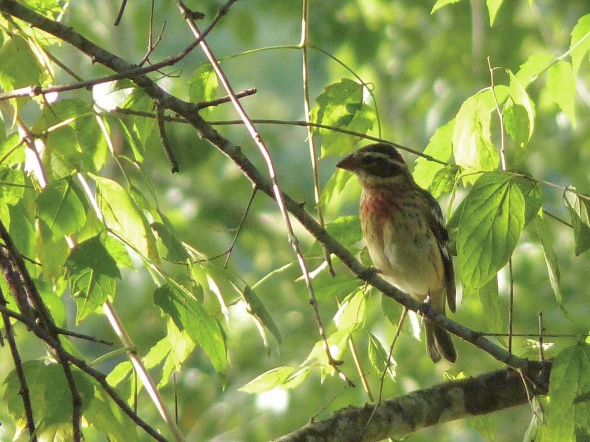 Rose-breasted Grosbeak - ML643086615