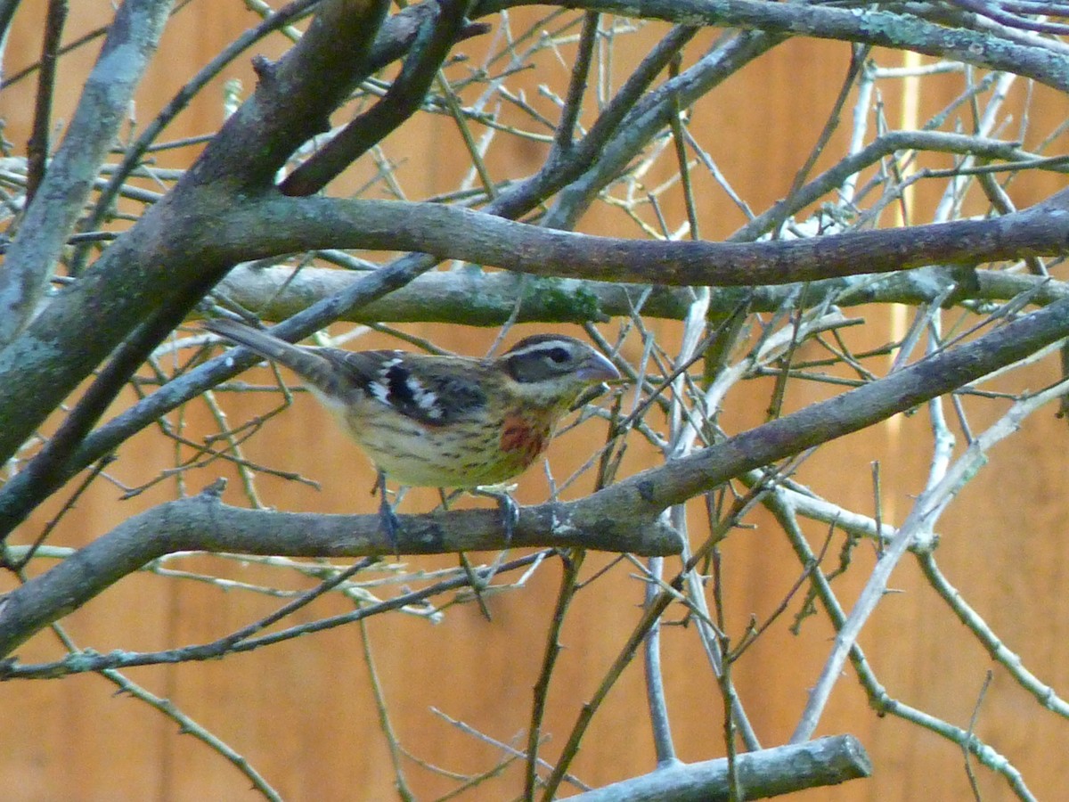 Rose-breasted Grosbeak - ML643086616