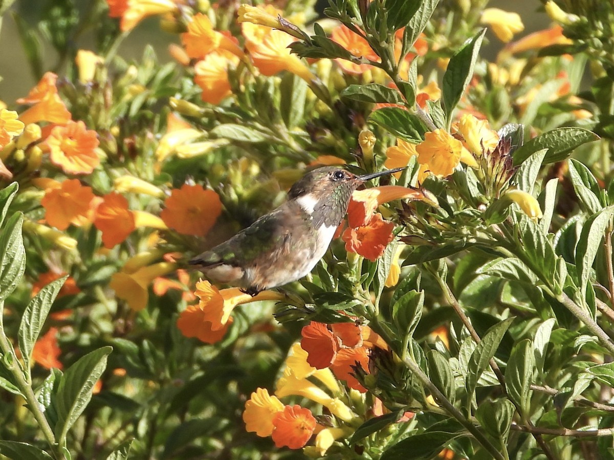 Volcano Hummingbird - ML643086620