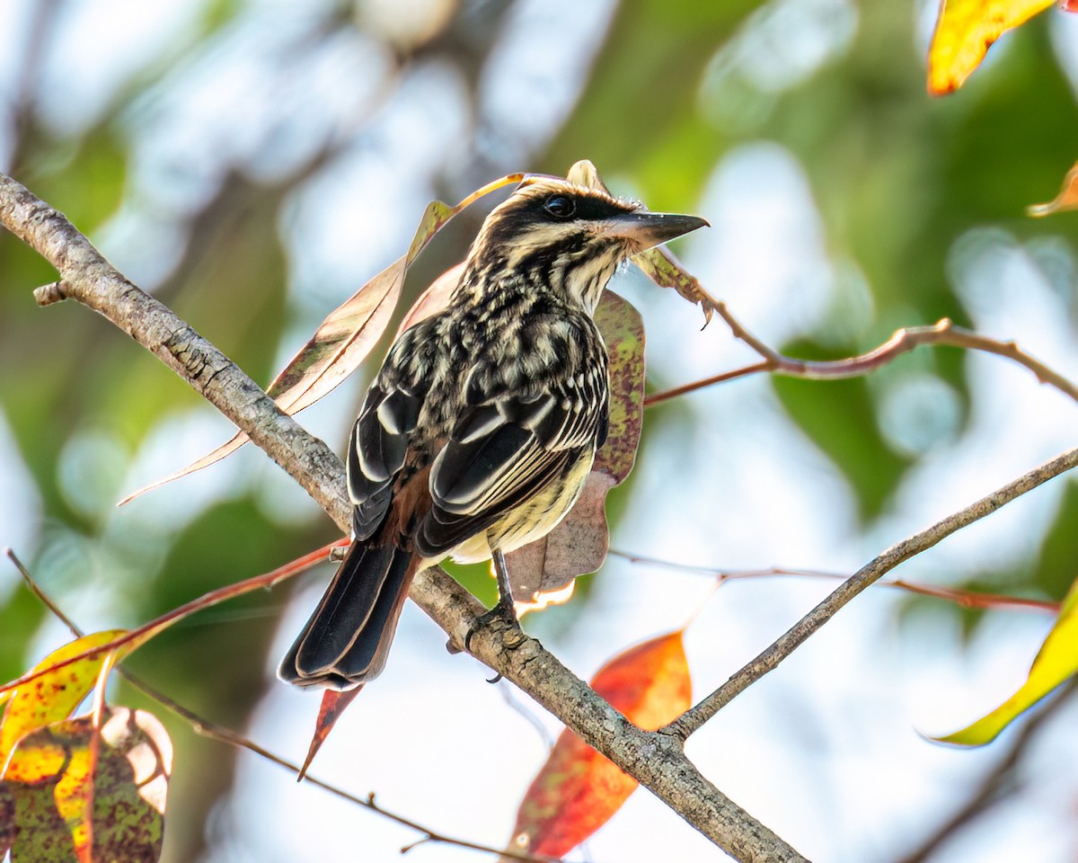 Streaked Flycatcher - ML643086624