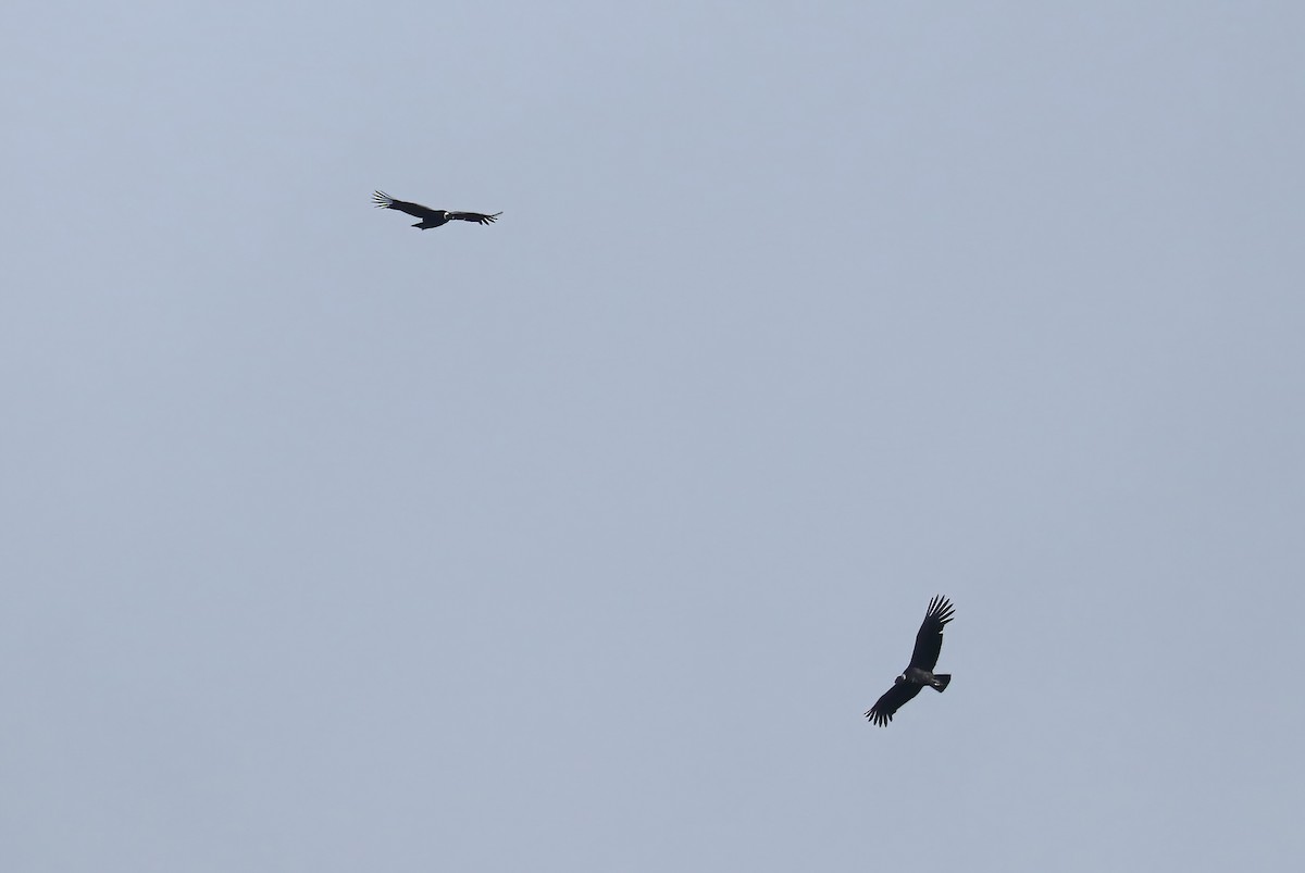 Andean Condor - ML643086642