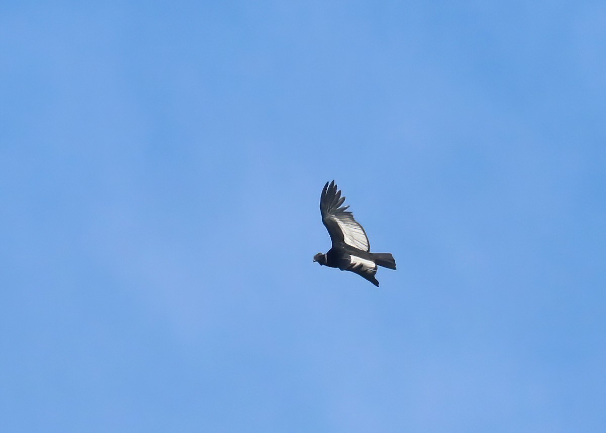 Andean Condor - ML643086643