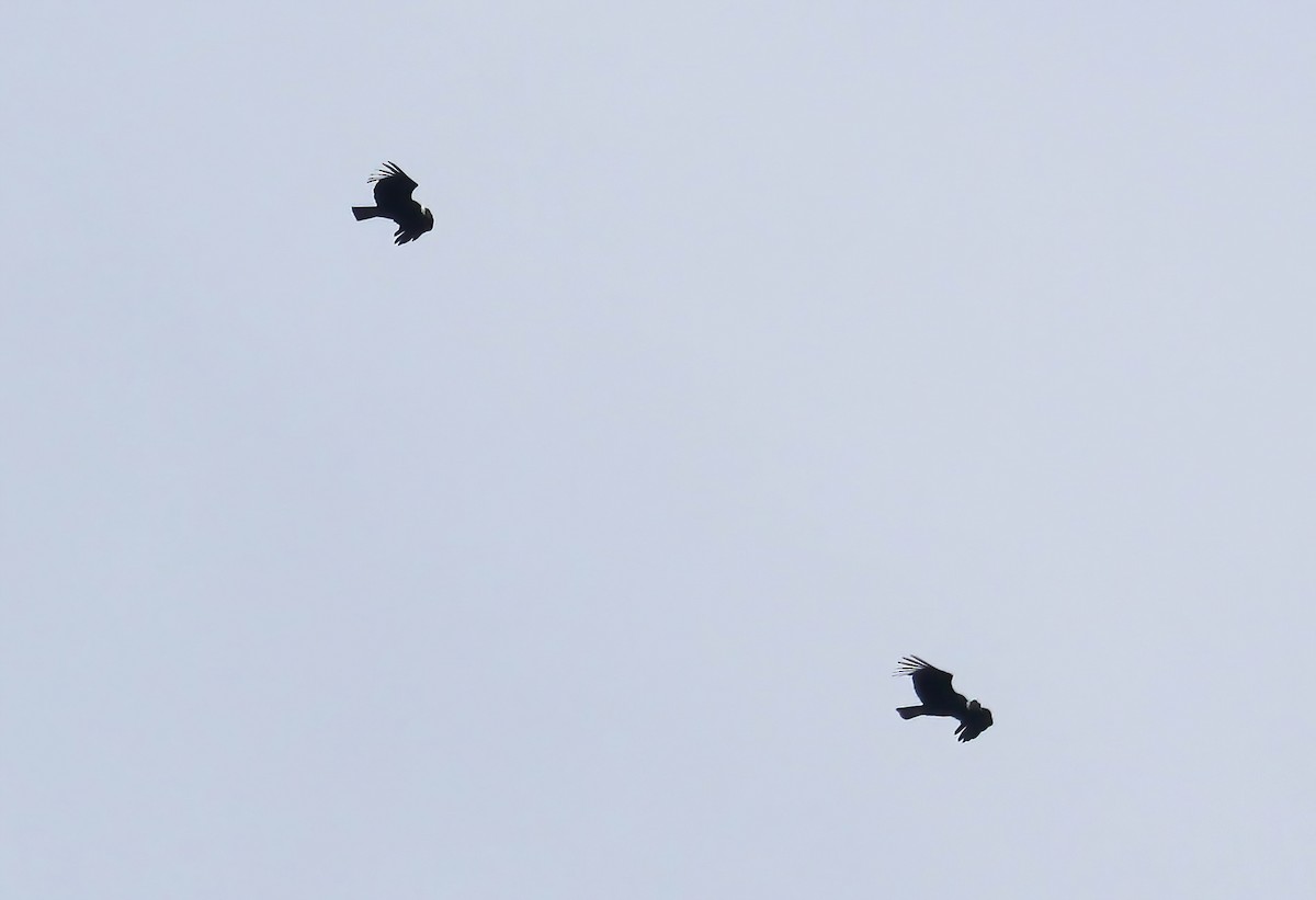 Andean Condor - ML643086644