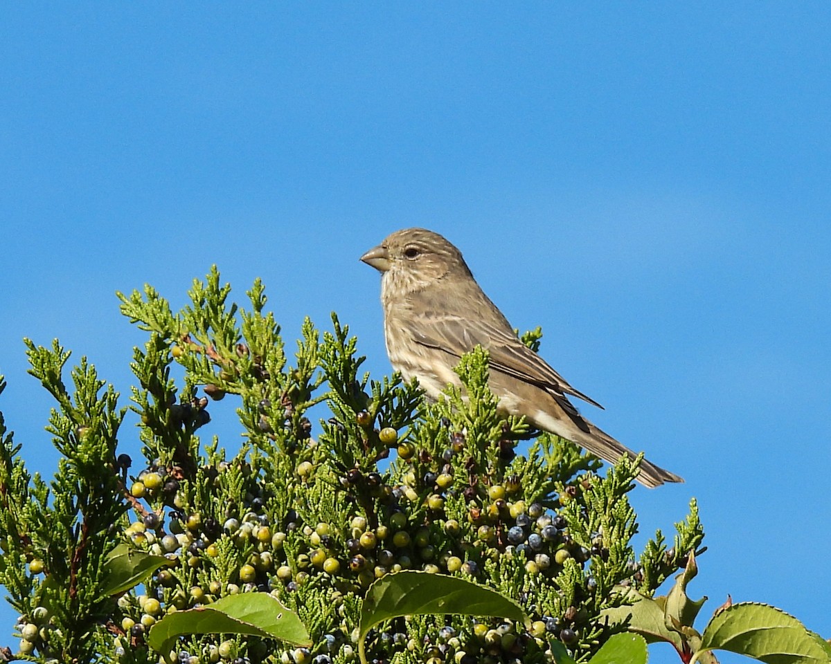House Finch - ML643086645