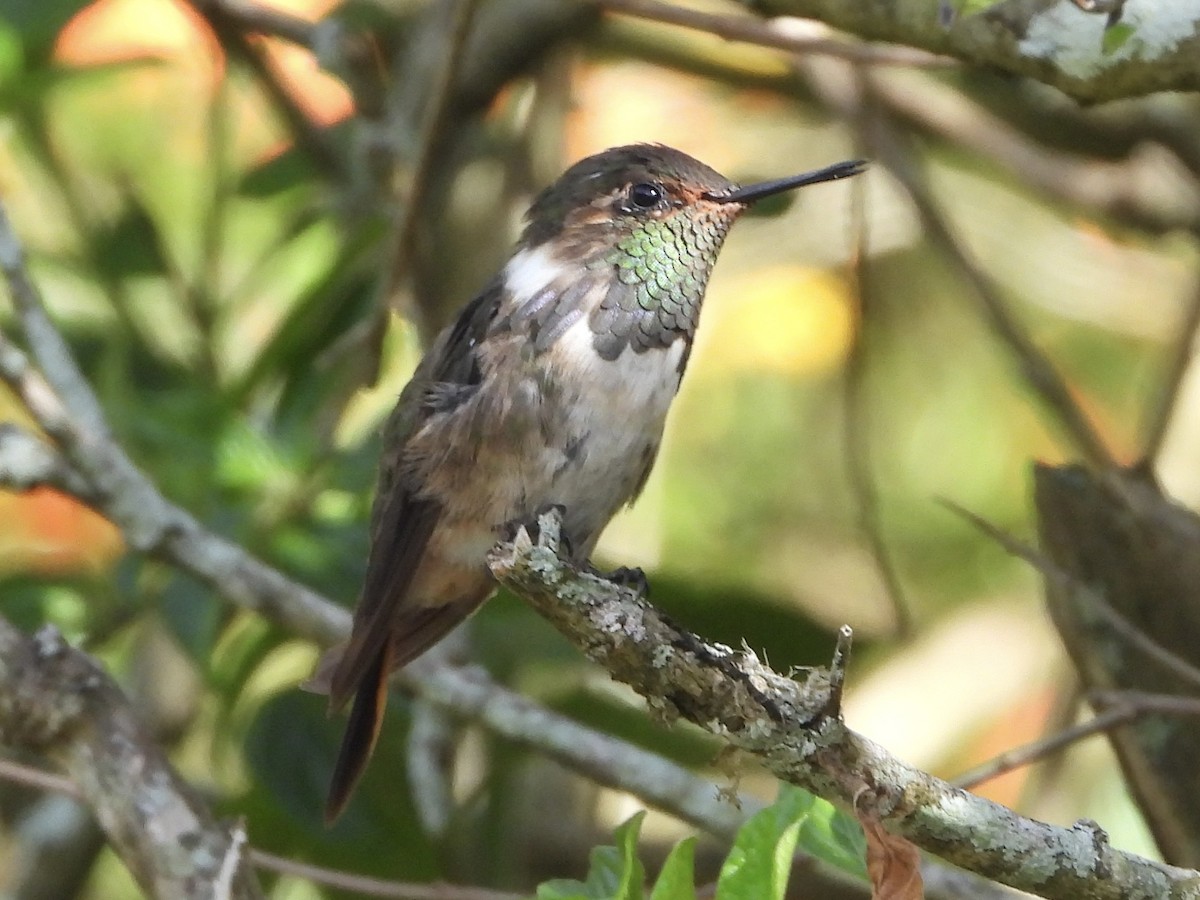 Volcano Hummingbird - ML643086654