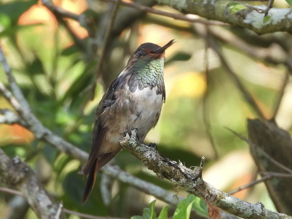 Volcano Hummingbird - ML643086655