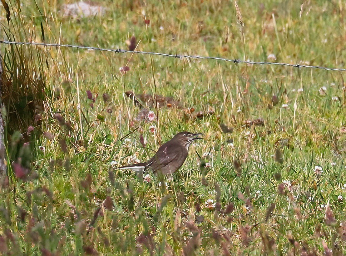 Black-billed Shrike-Tyrant - ML643086659
