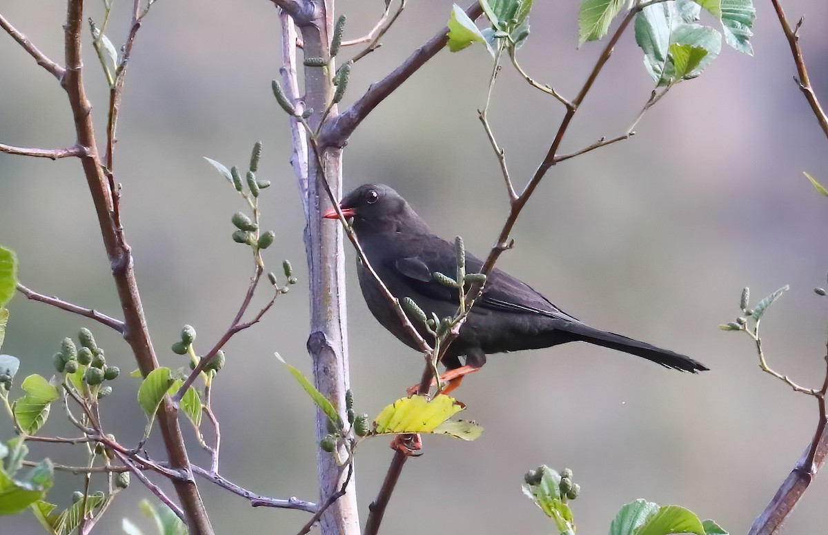 Great Thrush - ML643086664